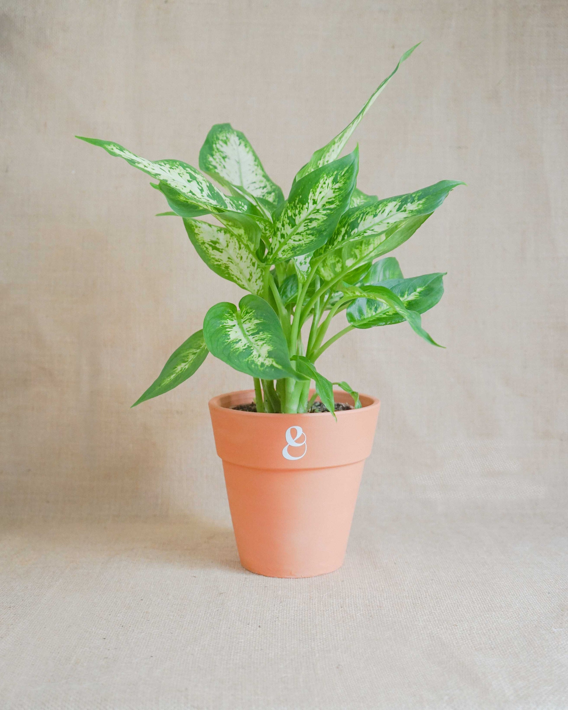planta de interior dieffenbachia Dieffenbachia Camila