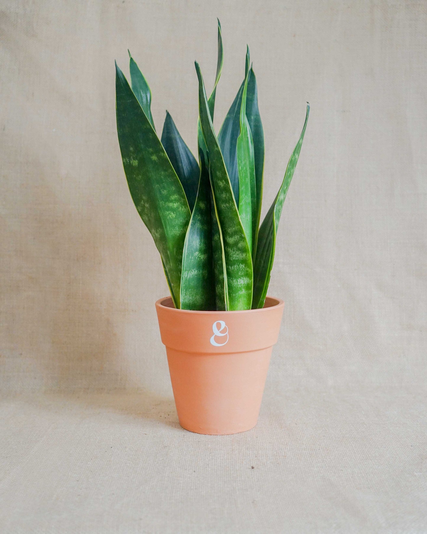 Sansevieria Zeylanica, espada de sao Jorge, planta de interior e planta de exterior, da loja online de plantas de lisboa, Curae