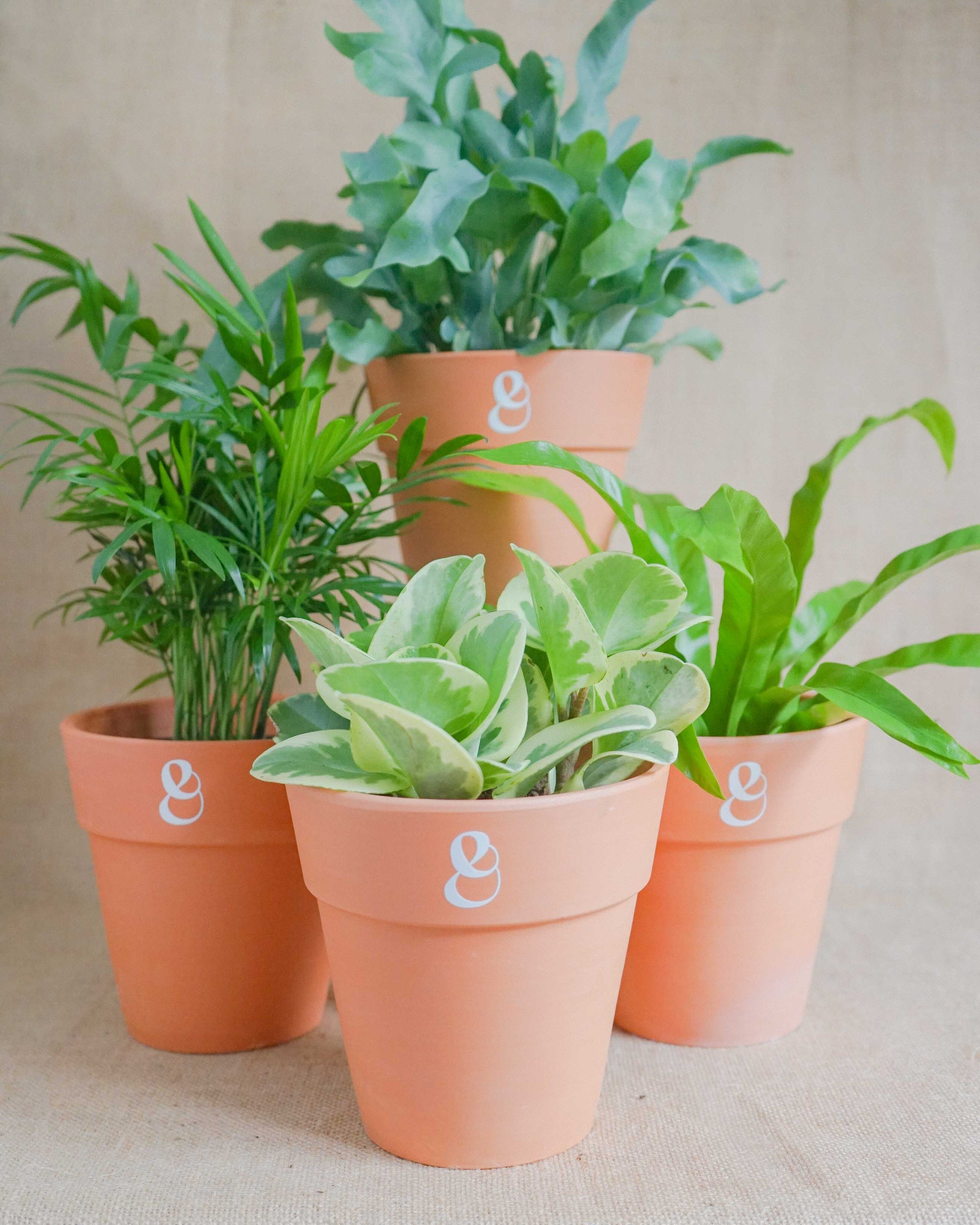 conjunto de plantas pet friendly, plantas amigas dos animais, feto, peperomia, palmeira, da loja de plantas curae