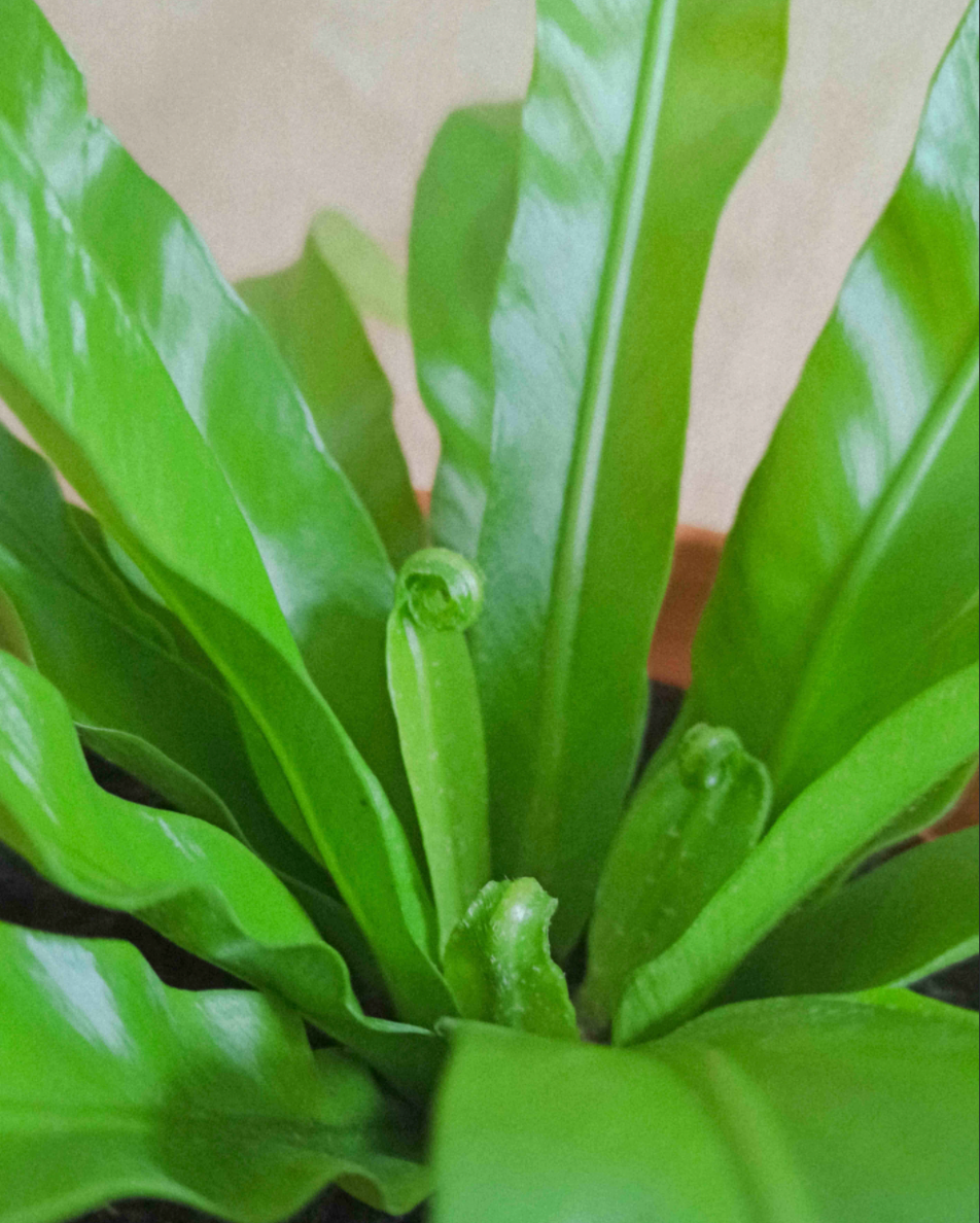 asplenium planta feto, planta de interior em vaso de barro da loja de plantas e paisagismo, curae